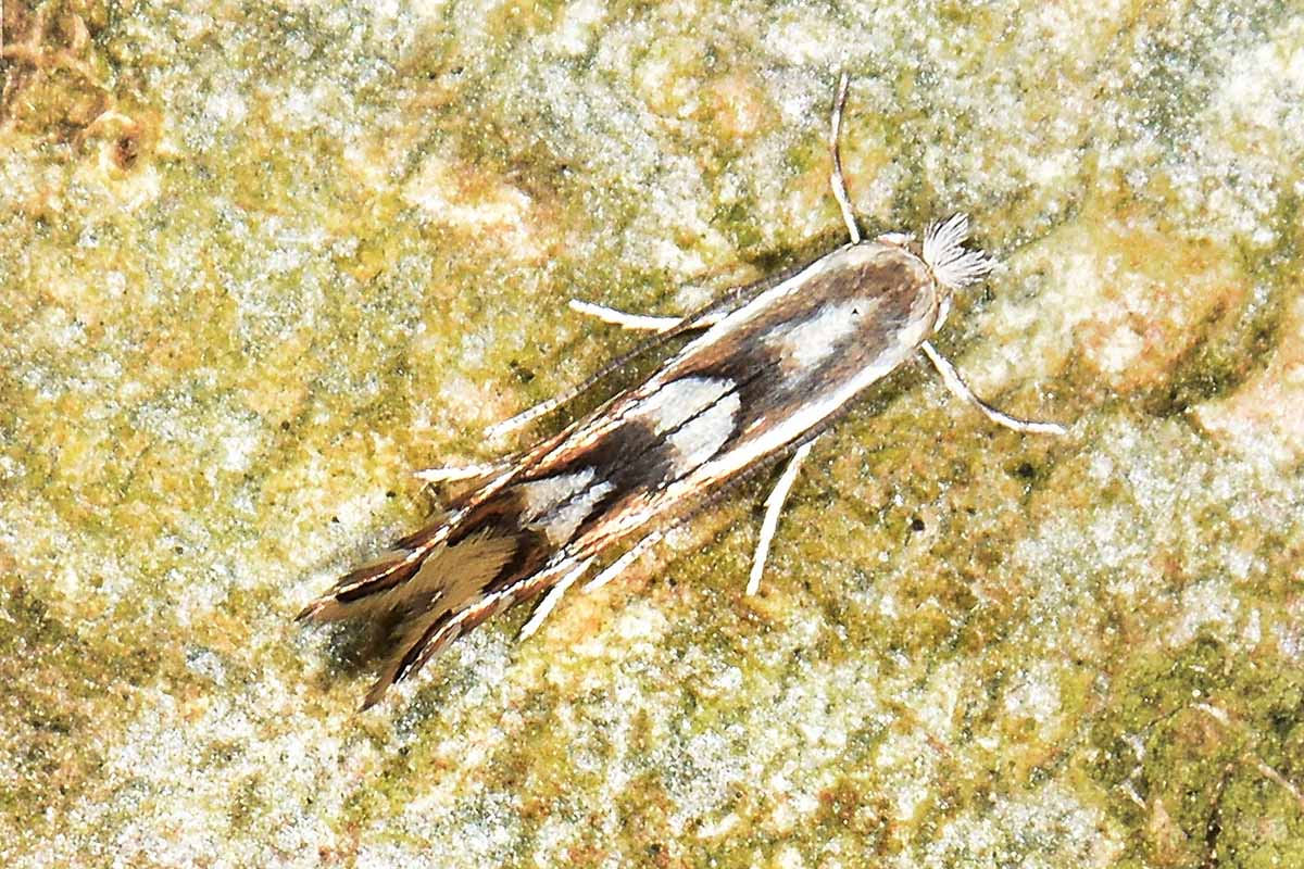 Gracillariidae: Phyllonorycter rajella?